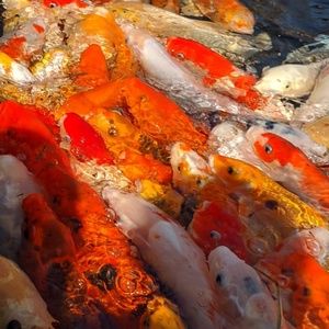 Meet your Posher, Marcel